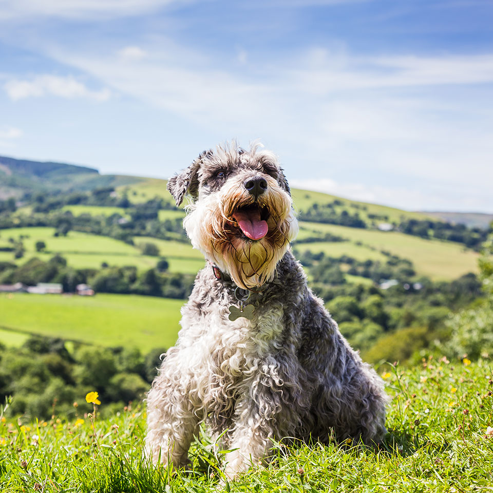 agriturismo pet friendly