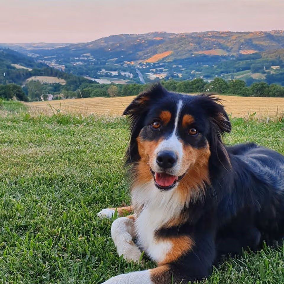 agriturismo pet friendly a serra san quirico nelle marche